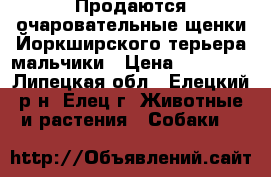 Продаются очаровательные щенки Йоркширского терьера.мальчики › Цена ­ 10 000 - Липецкая обл., Елецкий р-н, Елец г. Животные и растения » Собаки   